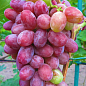 Виноград "Граф Монте Крісто" (ранньо-середній термін дозрівання, морозостійкість до -25⁰С) цена