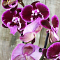 Орхідея (Phalaenopsis) "Wine"