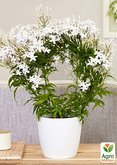 Жасмин кімнатний «Jasminum polyanthumi»12
