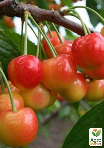 Черешня рожева "Аеліта" (літній сорт, середньопізній термін дозрівання)