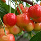Черешня рожева "Аеліта" (літній сорт, середньопізній термін дозрівання)