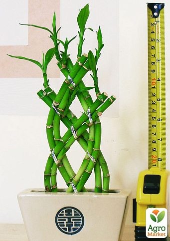 LMTD Бамбук Сандера "Dracaena sanderiana" (висота 20-30см) - фото 7