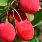 Яблуня (райське яблучко) "Долго" вкорінена в контейнері (саджанець 2 роки) цена