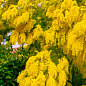 Мимоза (Acacia Dealbata) вазон Р9 купить