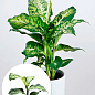 Дифенбахія (Dieffenbachia) "Mars" висота 40-60см