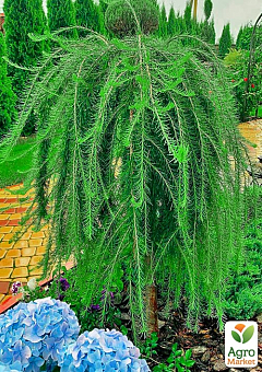 Модрина Європейська на штамбі  "Larix Pendula" С2, висота 60-70см14