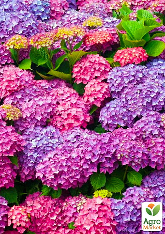 Ексклюзив! Гортензія крупнолиста від ніжно-аметистового до яскраво-малинового кольору "Маджента" (преміальний, морозостійкий сорт)