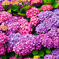 Ексклюзив! Гортензія крупнолиста від ніжно-аметистового до яскраво-малинового кольору "Маджента" (преміальний, морозостійкий сорт)