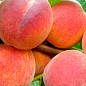 Персик "Флемінг Ф'юрі"