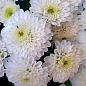 Хризантема мультифлора шарообразная "Staviski White" 