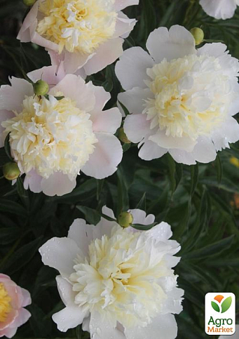 Пион травянистый "Primevere"  NEW