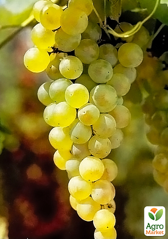 LMTD Виноград ранний "Vroege van der Laan" (сортовой, укорененный) - фото 3