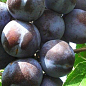 Слива "Блю Фри" (осенний сорт, поздний срок созревания)