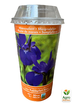 LMTD Ирис японский мечевидный (нимфея) "Kaempferi blue"  20