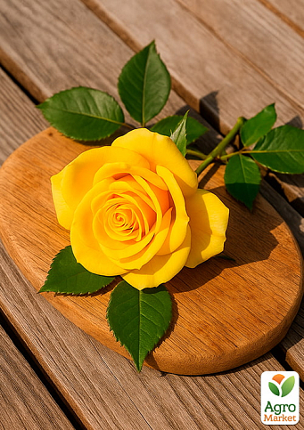 Троянда чайно-гібридна "Папілон" (саджанець класу АА +) вищий сорт - фото 4