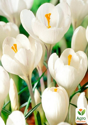 Крокус белый "Jeanne dArk" (крупноцветковый) укорененный - фото 4