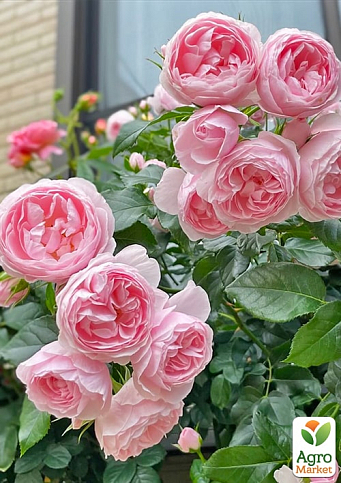 Троянда плетиста "Джардіна" (саджанець класу АА+) вищий сорт  - фото 5