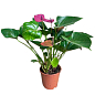 Антуриум (Anthurium) "Baby Purple" купить