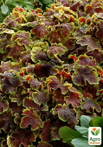 Гейхерелла (Heucherella) "Solar Eclipse" С1 (висота 15-30см) - фото 6