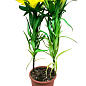 Лилия комнатная цветущая "Tiny Ranger" высота 40-45см