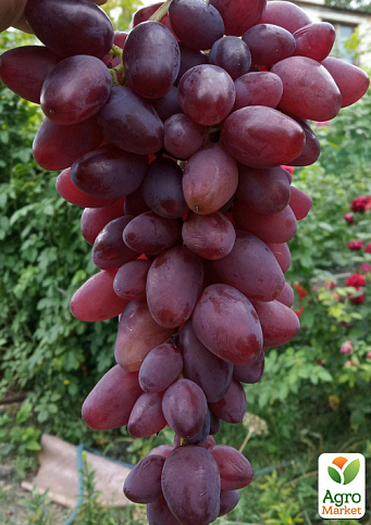 Виноград "Гусар" (ранний, крупный, сочная хрустящая ягода)