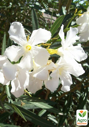 LMTD Олеандр на штамбе цветущий 3-х летний "Dwarf White" (50-70см) - фото 5