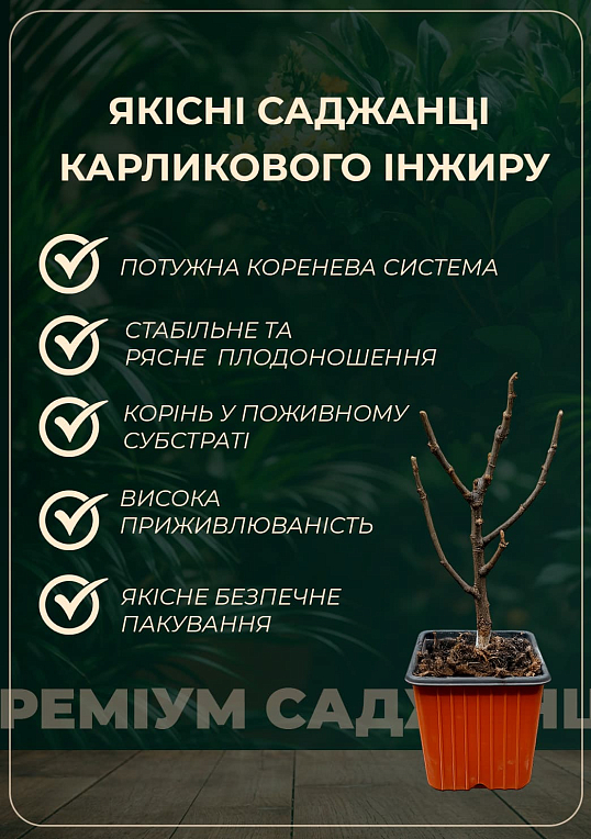 Инжир карликовый "Little Miss Figgy" (сладкий, высокоурожайный, ранний сорт)