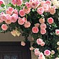 Роза английская плетистая "Сердце розы" (саженец класса АА+) высший сорт цена