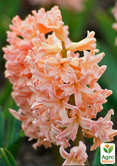 Гиацинт "Apricot Passion" (Нидерланды)4