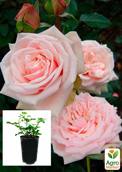 Роза в контейнері чайно-гібридна "Majestic" (саджанець класу АА+)1