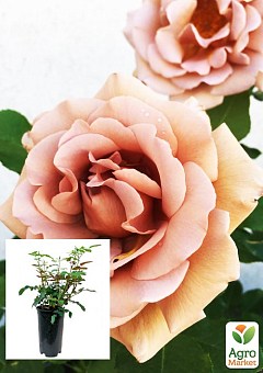 Троянда в контейнері флорибунда "Koko Loko" (саджанець класу АА+)2