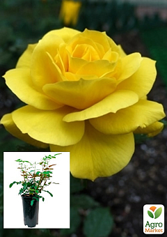 Троянда в контейнері флорибунда "Фрезія" (саджанець класу АА+)2
