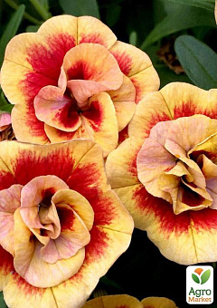 Калибрахоа Calita "Double Sunset Bicolor" (контейнер №10, высота 10-15см)18