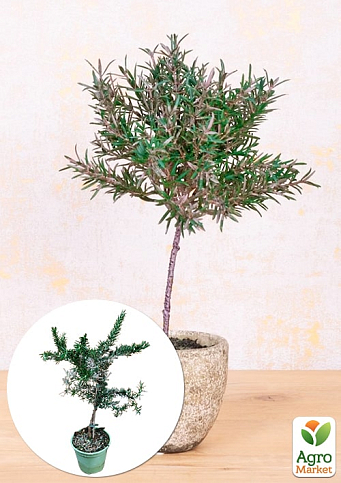 LMTD Розмарин "Ампельний" на штамбі 3-х річний (30-40см) 