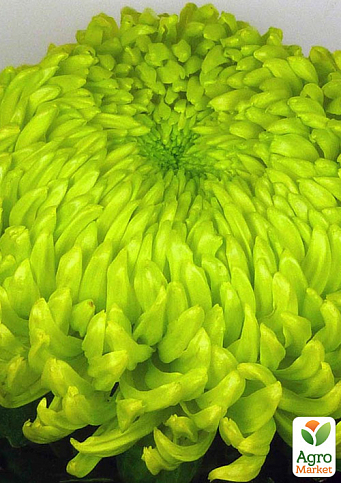 Хризантема  "Jade Green" (низкорослая крупноцветковая)