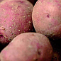 Семенной среднепоздний картофель "Рудольф" (на парку, 1 репродукция)