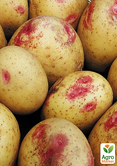 Картопля "Пікассо" насіннєва пізньостигла (1 репродукція) 5кг24
