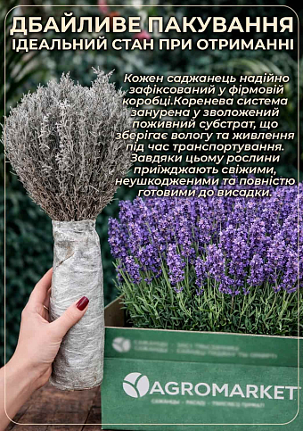 Эксклюзив! Лаванда ярко-сиреневая "Летняя соната" (Summer Sonata) (премиальный, английский, долгоцветущий сорт) - фото 3