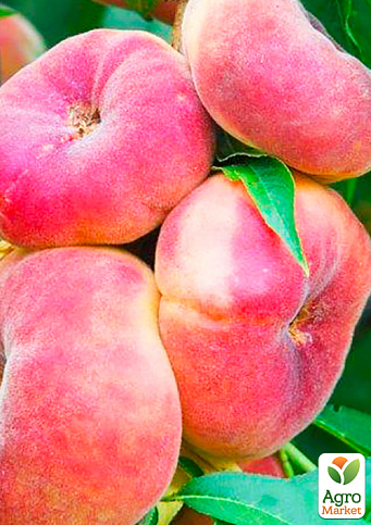 Персик колоновидный "Инжирный" (суперсладкий сорт, средний срок созревания) - фото 3