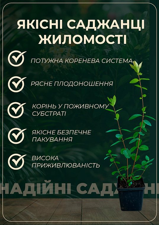 Жимолость "Гордість Кубані" (середньопізній термін дозрівання, один з лідируючих сортів) - фото 2