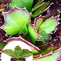 Каланхоэ Синсепала (Kalanchoe Synsepala)