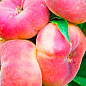 Персик колоновидный "Инжирный" (суперсладкий сорт, средний срок созревания) цена