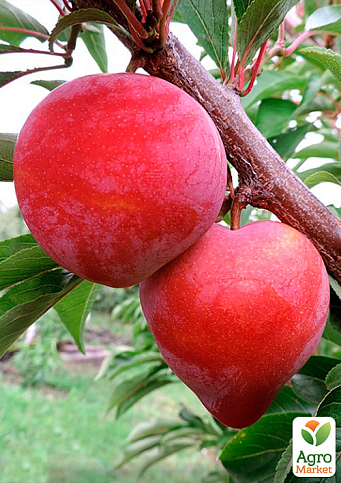 Слива диплоидная "Формоза" (осенний сорт, средний срок созревания)