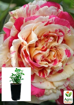 Троянда в контейнері плетиста "Ванілла Фрейз" (саджанець класу АА+)2