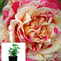 Троянда в контейнері плетиста "Ванілла Фрейз" (саджанець класу АА+)