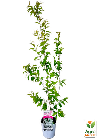 Сакура железистая 2-х летняя "Alba Plena" (Prunus glandulosa `Alba Plena), вазон С2 - фото 3