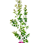 Сакура железистая 2-х летняя "Alba Plena" (Prunus glandulosa `Alba Plena), вазон С2 цена