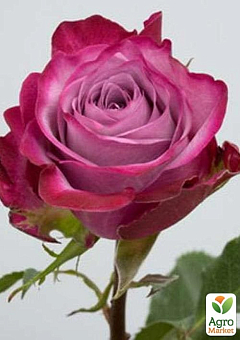 Роза чайно-гибридная "Deep Purple" (саженец класса АА+) высший сорт2