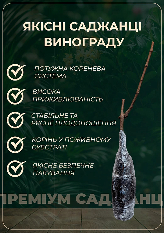 Виноград "Прима України" (надранній сорт, дуже велика ягода гармонійного смаку)