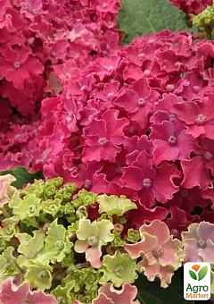 Гортензия крупнолистная 2-х летняя "Curly Sparkle Hot Pink" высота саженца 25-45см14